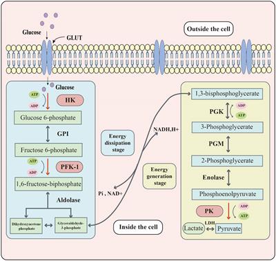 Role of glycolysis in inflammatory bowel disease and its associated colorectal cancer